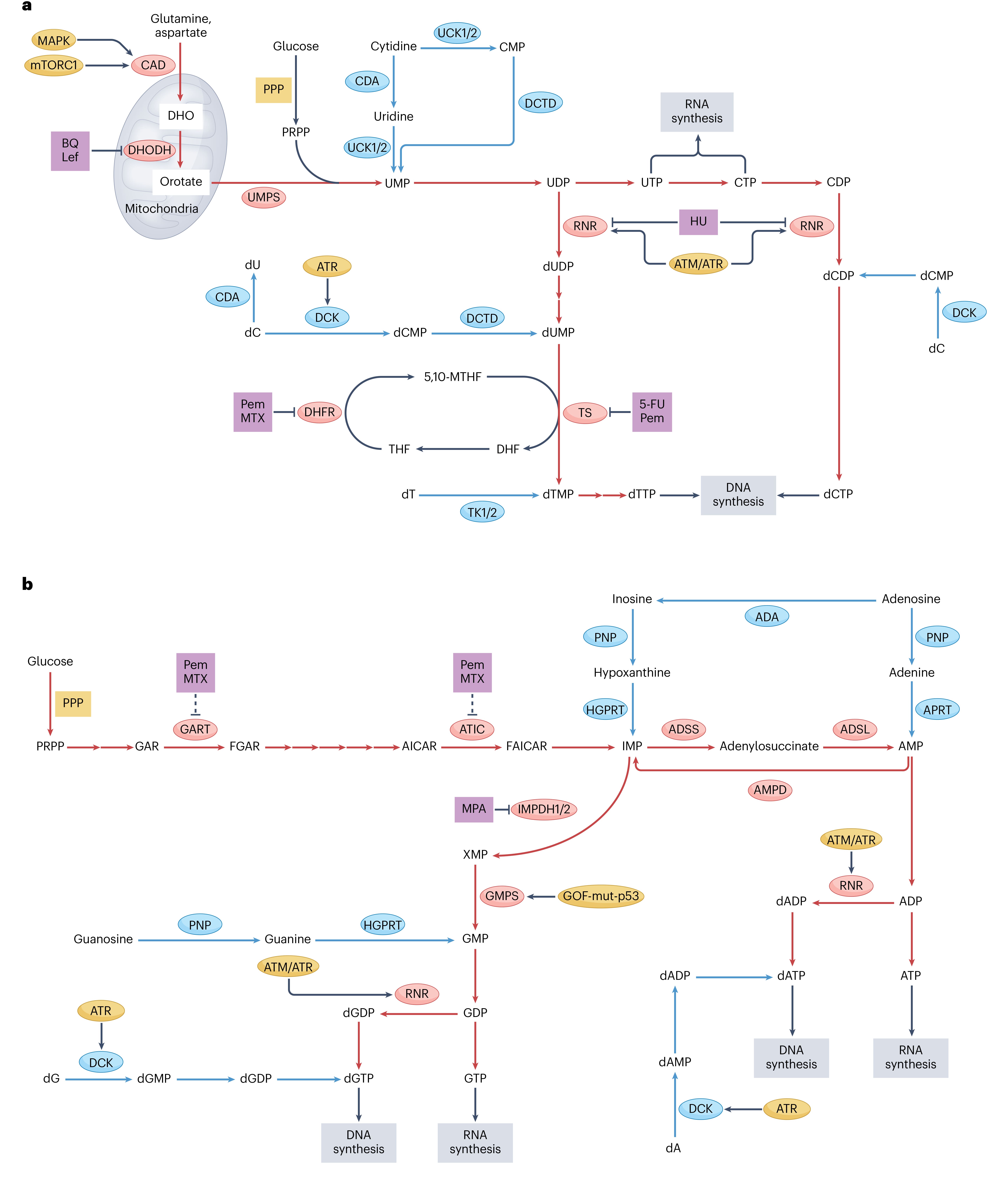 Biosynthetic pathways of pyrimidine and purine nucleotides, related inhibitors, and oncogenic regulators Biosynthetic pathways of pyrimidine and purine nucleotides, related inhibitors, and oncogenic regulators