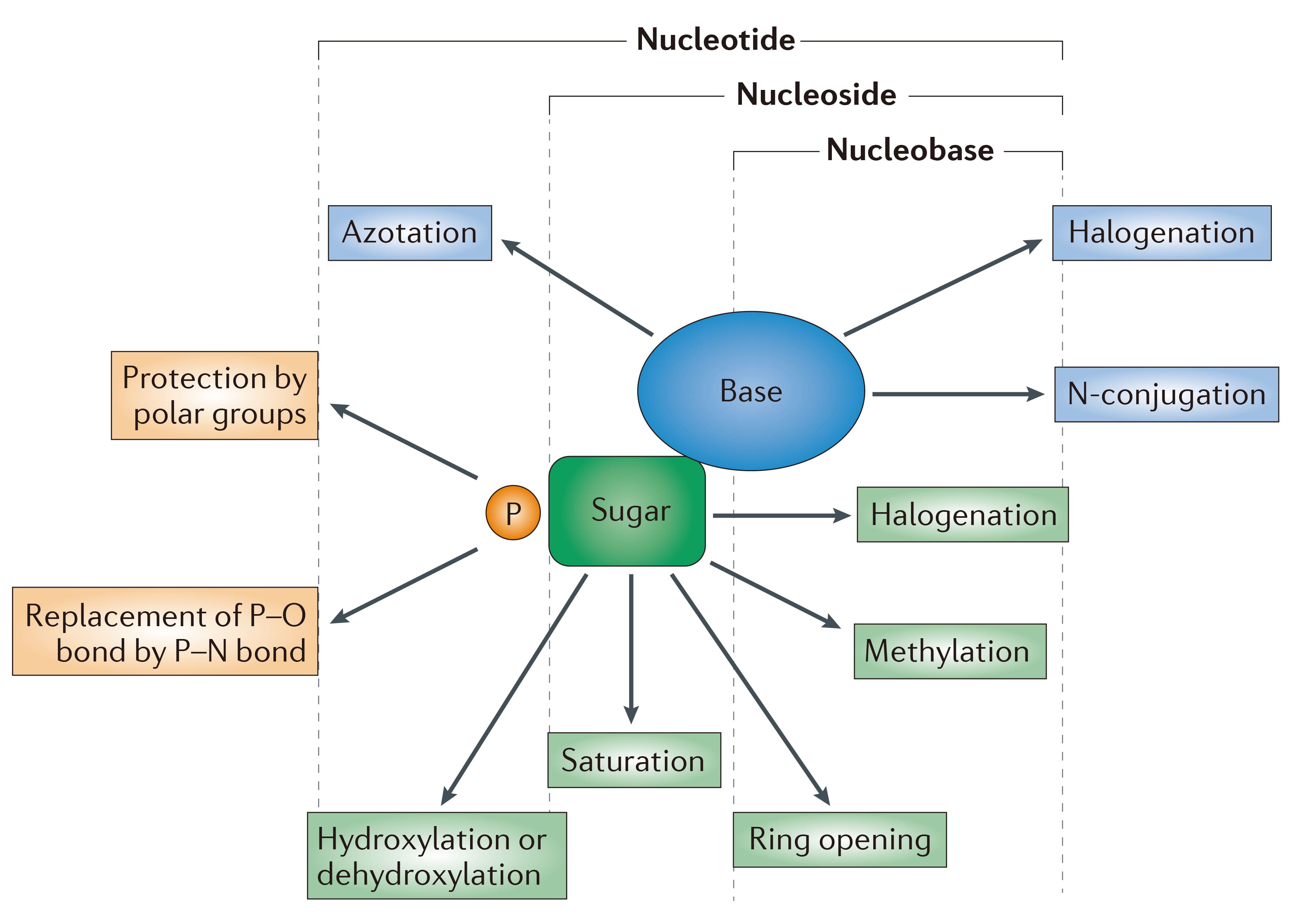 General structure and chemical modifications of nucleotide analogs General structure and chemical modifications of nucleotide analogs