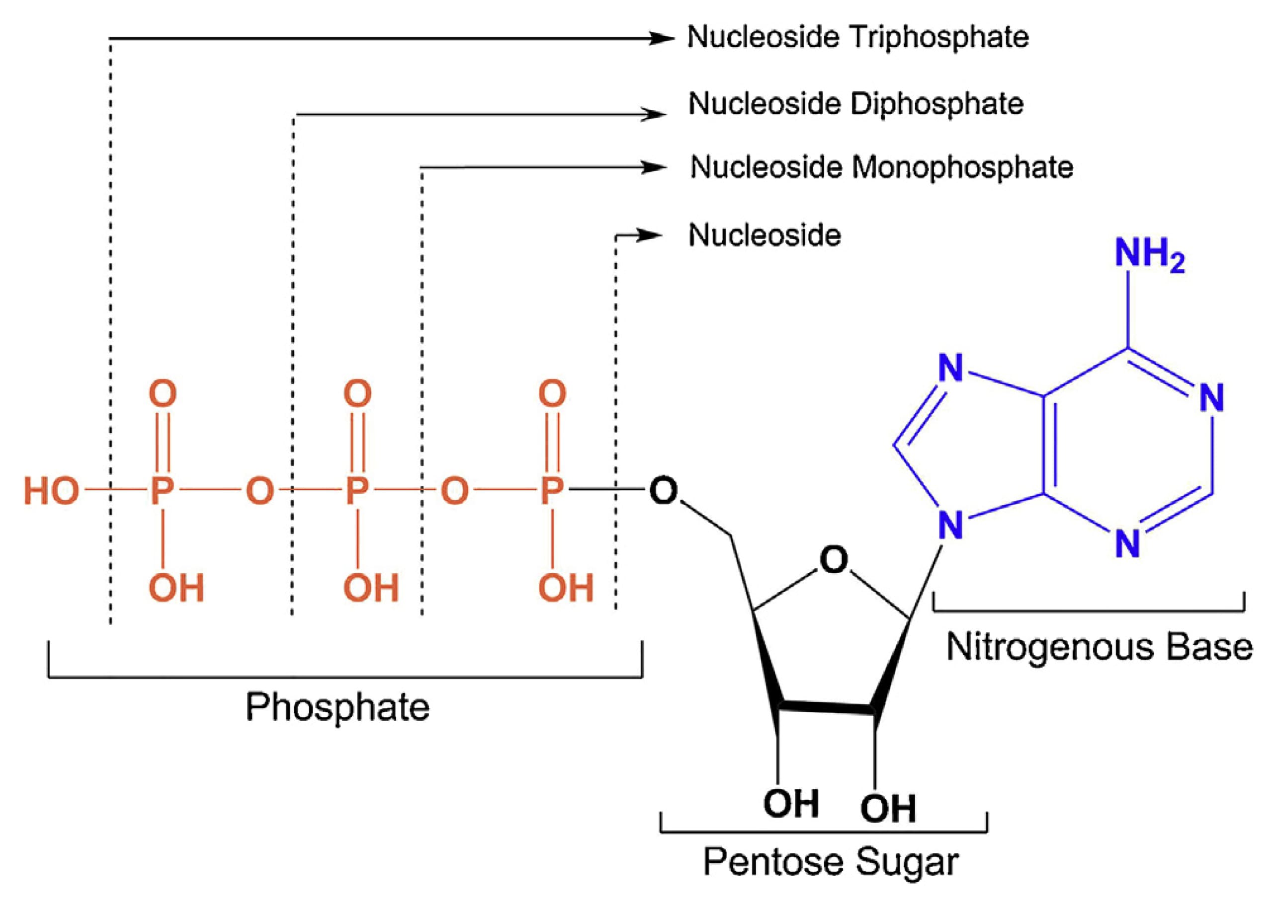 Representative chemical structures of nucleoside triphosphates Representative chemical structures of nucleoside triphosphates