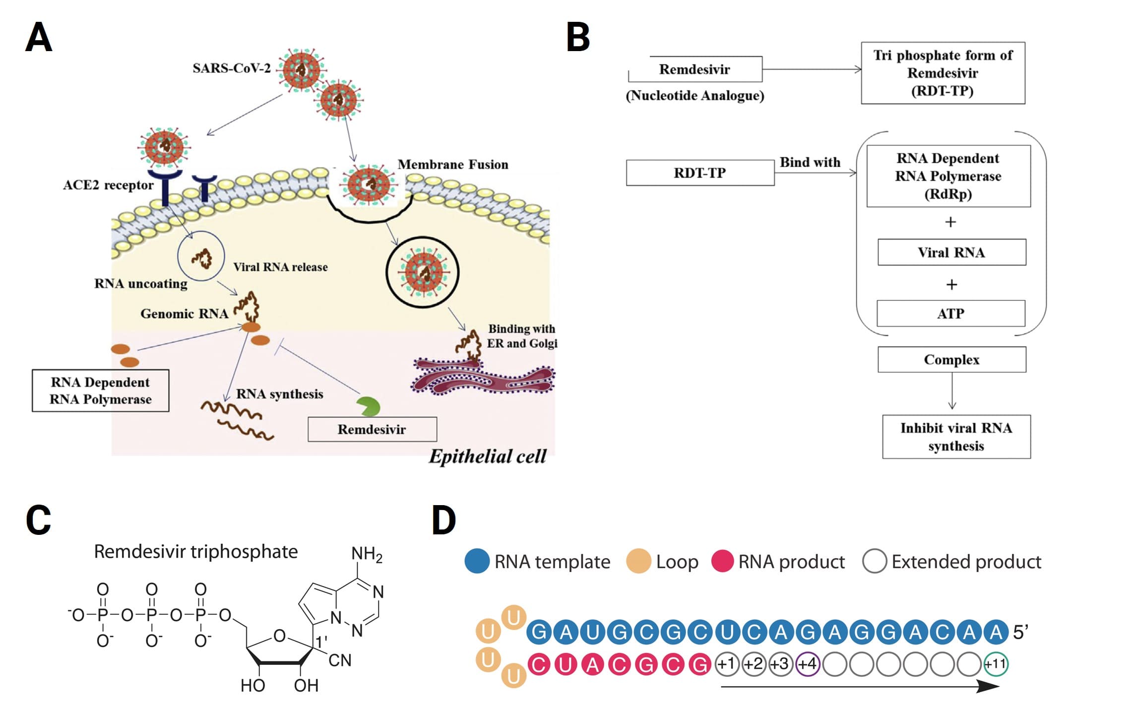 Molecular mechanism of Remdesivir inhibiting SARS-CoV-2 viral replication and hindering RNA extension Molecular mechanism of Remdesivir inhibiting SARS-CoV-2 viral replication and hindering RNA extension