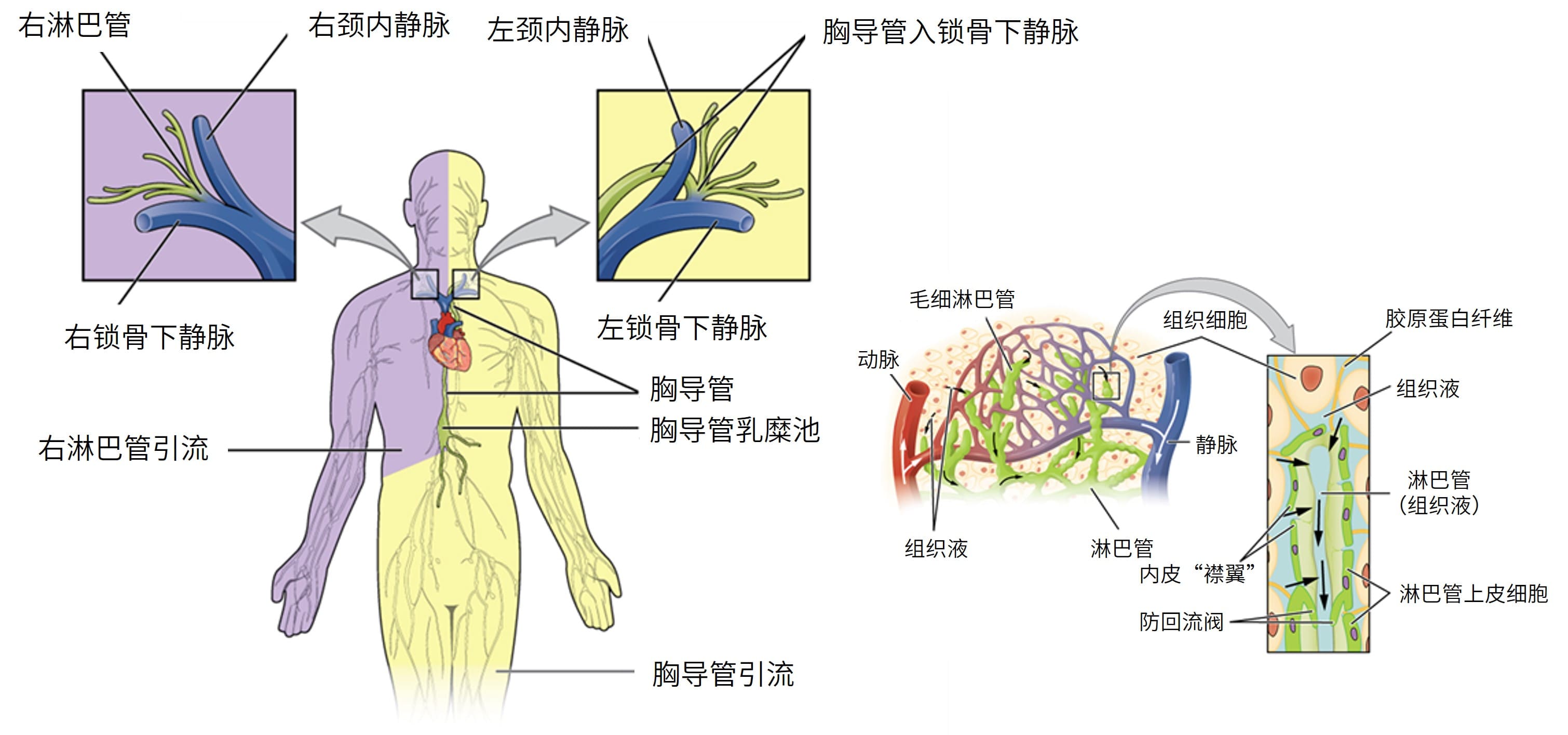 淋巴系统的主干与导管及组织间隙毛细淋巴管局部放大图