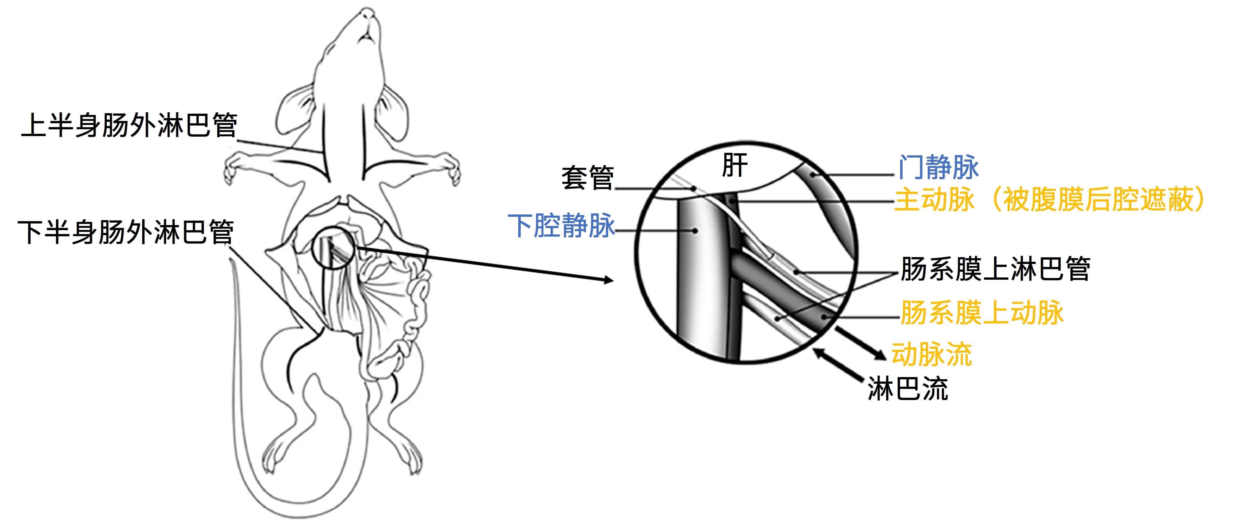 大鼠肠系膜淋巴管插管模型图