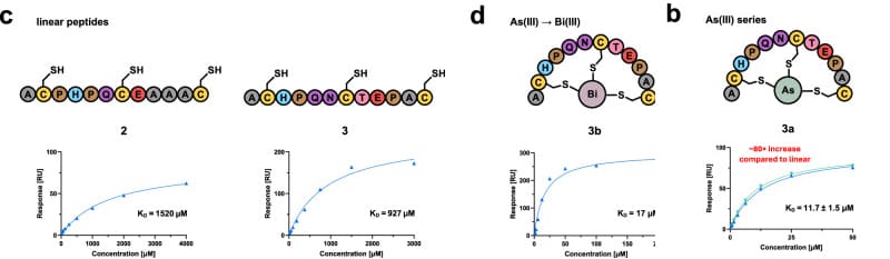 Comparison of dissociation constants for linear peptides (2, 3) and peptide-bismuth/arsenic bicycles (2b, 3a)