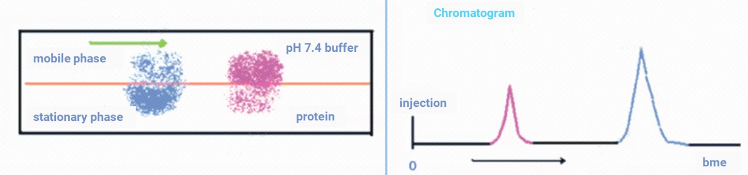 Compound retention depends on interactions between the mobile phase and the stationary phases