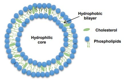脂质体结构 脂质体结构