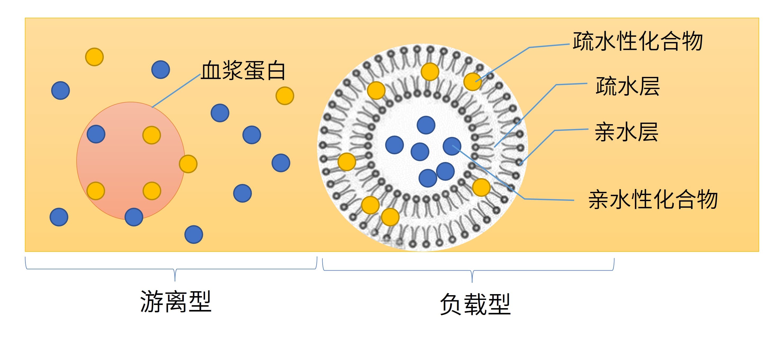 脂质体药物在体内的存在形态 脂质体药物在体内的存在形态