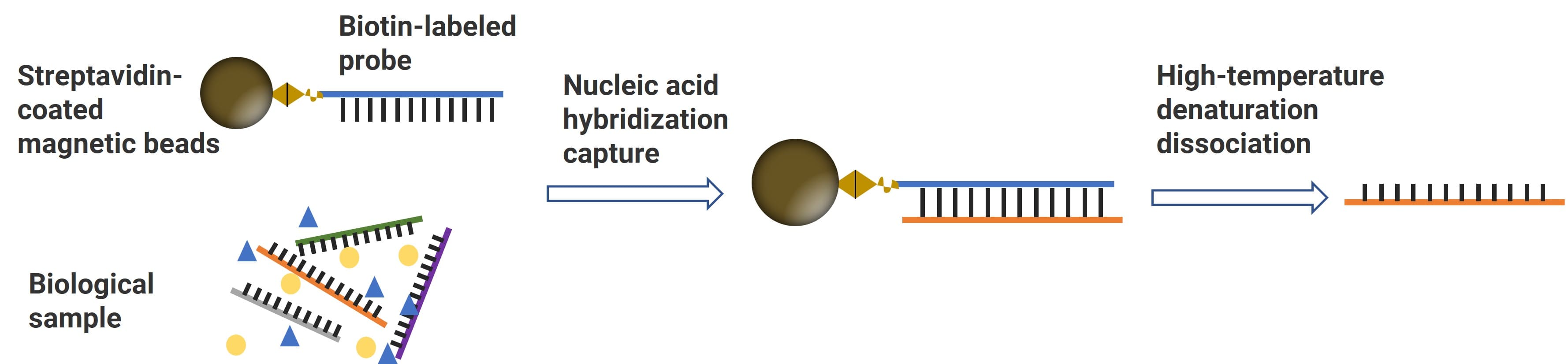 Schematic of nucleic-acid hybridization Schematic of nucleic-acid hybridization