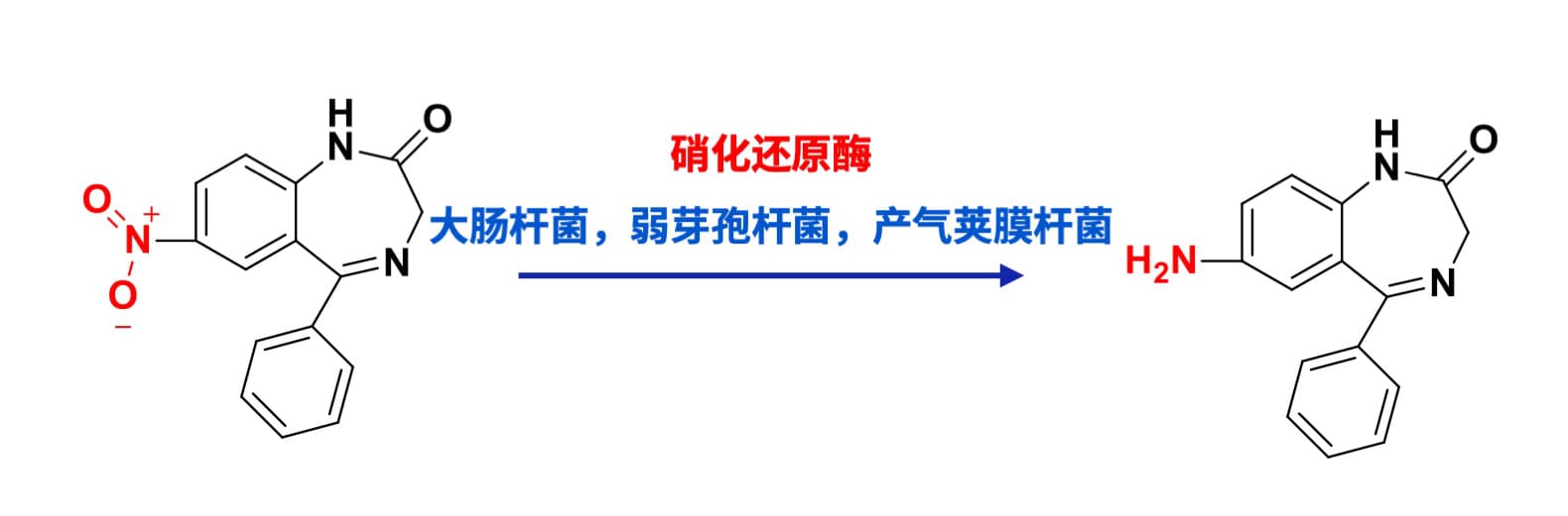 硝西泮被肠道菌群代谢