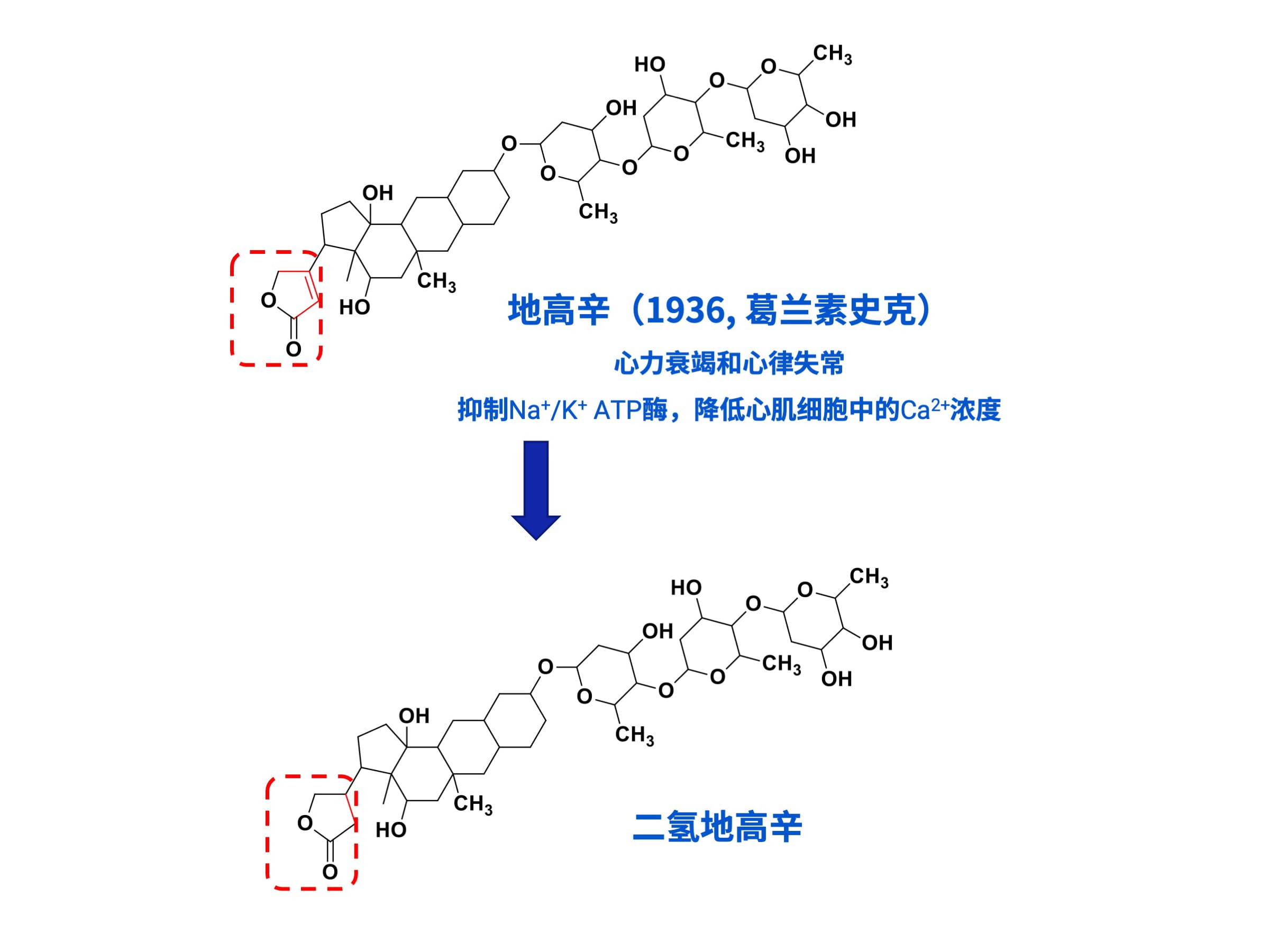 地高辛被肠道菌群代谢
