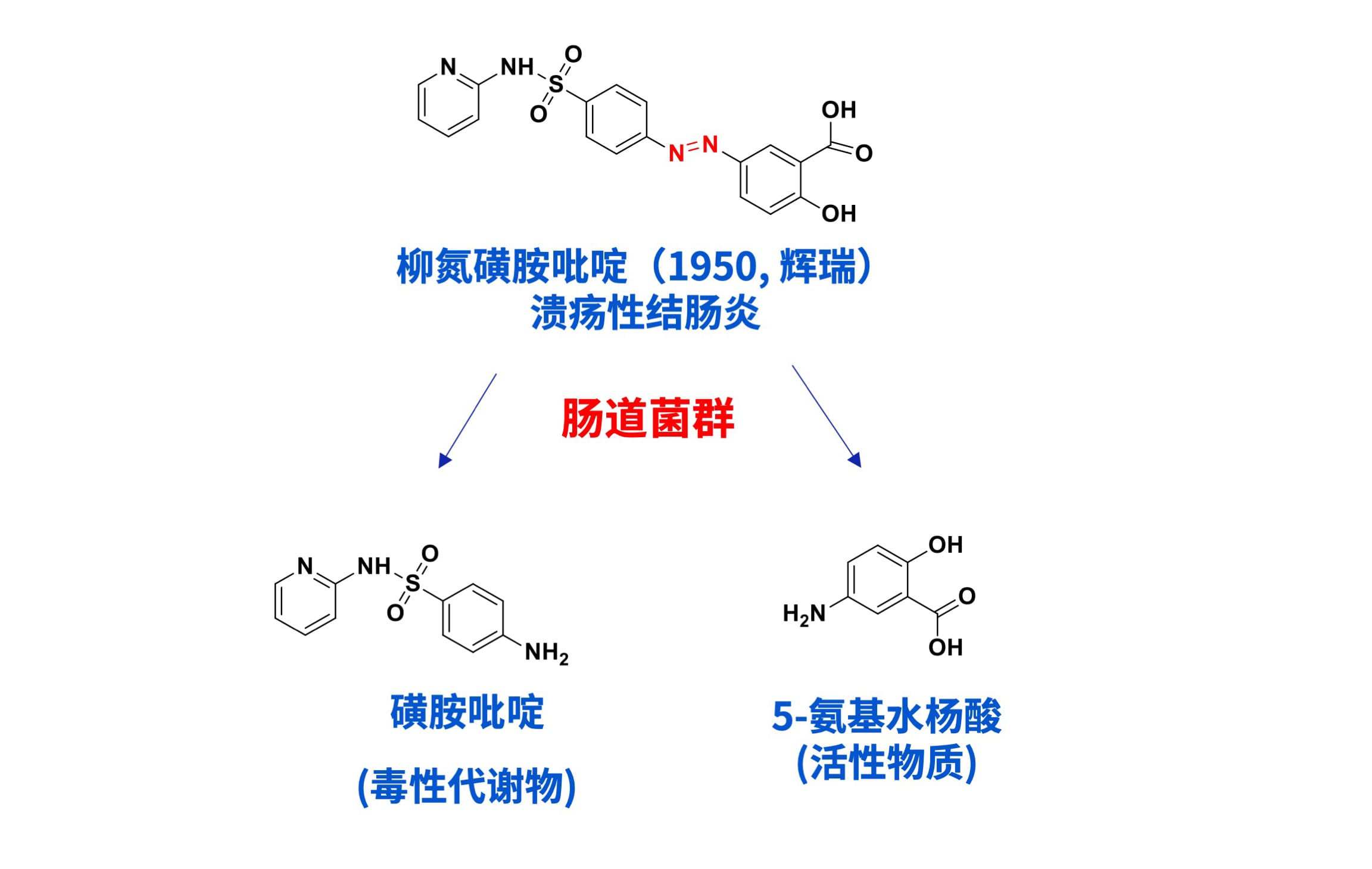 柳氮磺胺吡啶被肠道菌群代谢