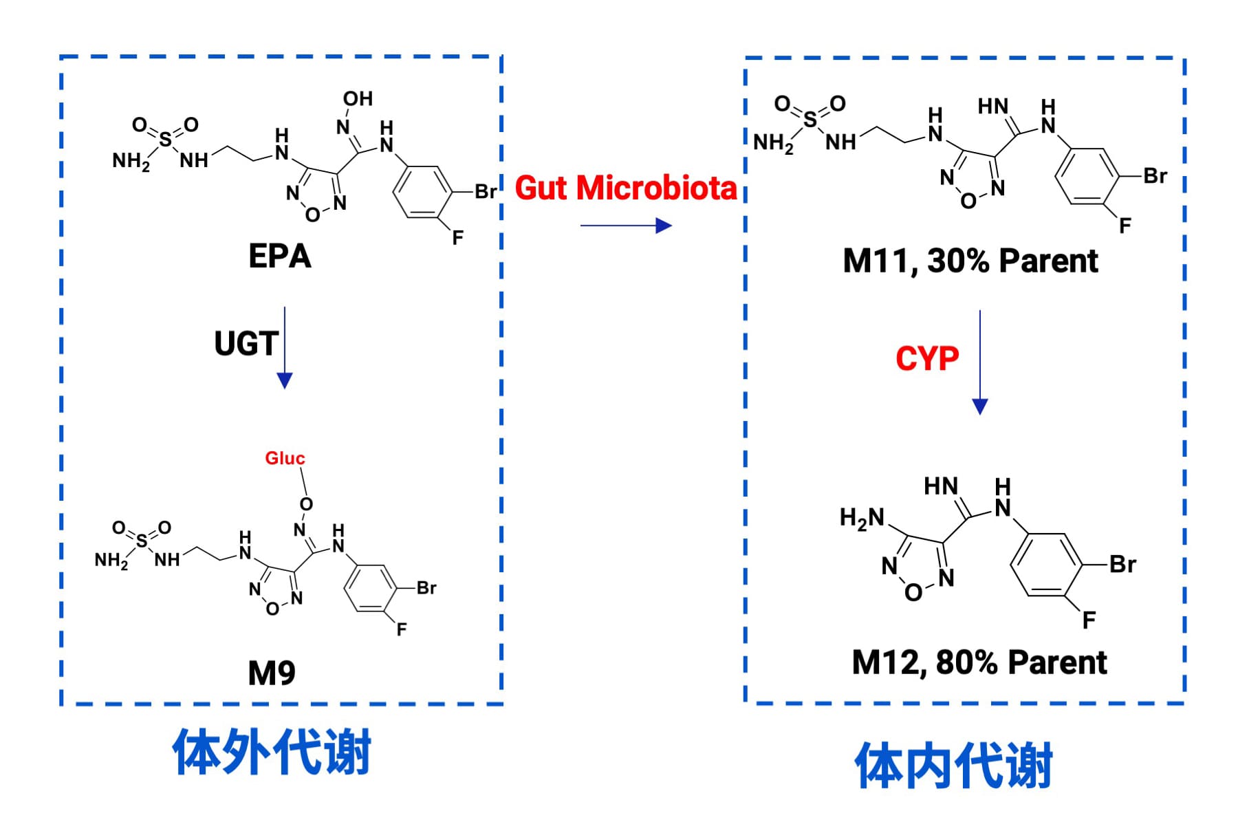EPA体内外代谢途径