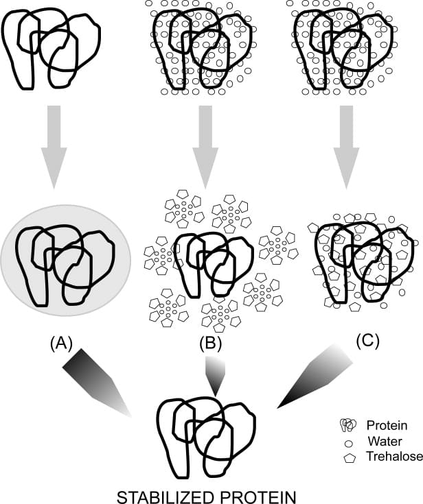 Multiple theories describing how sugars stabilize protein properties