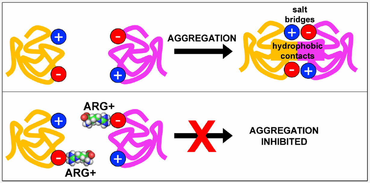 Proposed mechanism by which arginine inhibits protein aggregation