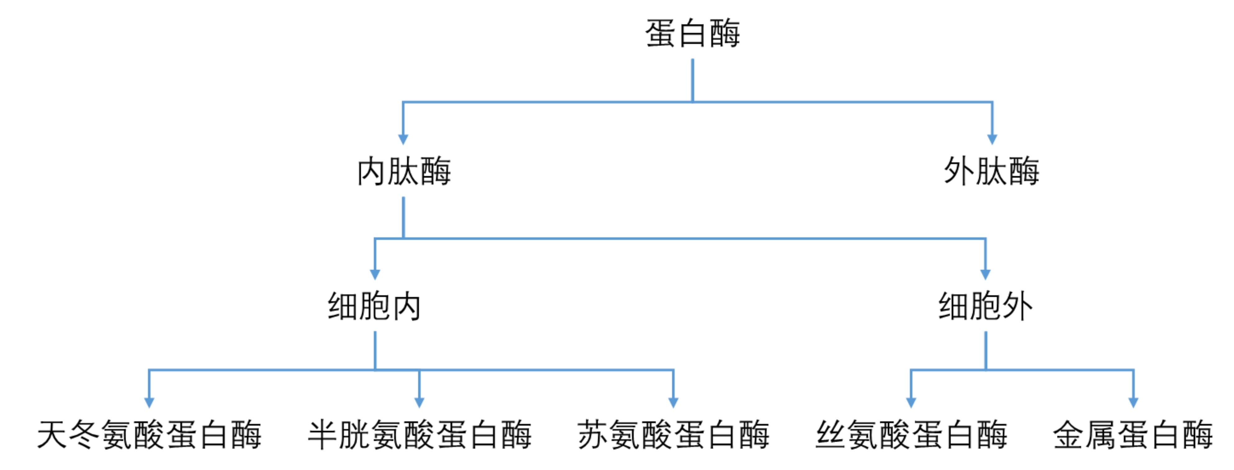 蛋白酶主要类型