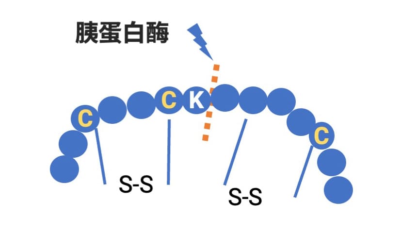 酶解法水解多肽示例
