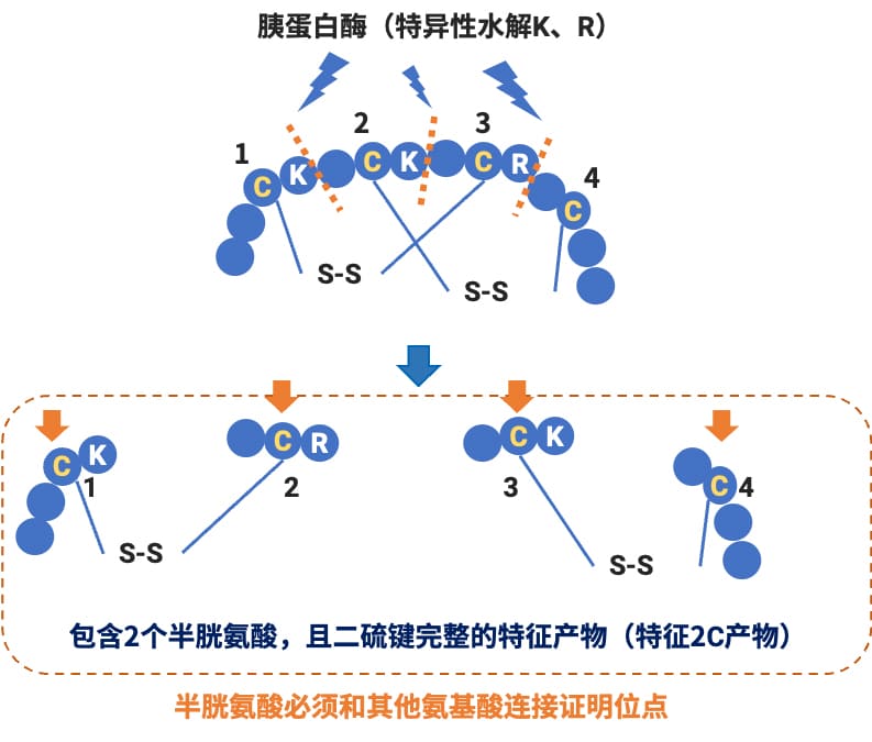 酶解后的保留二硫键的特征产物