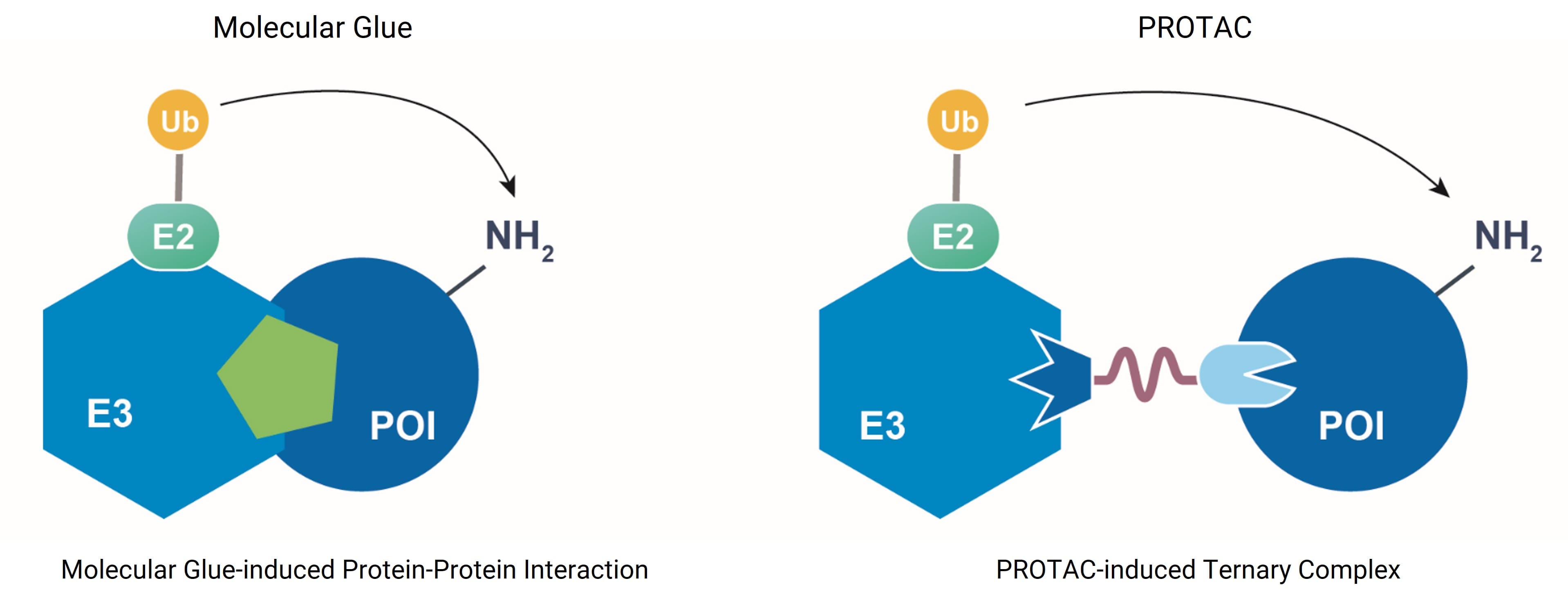Comparison of the mechanism of action between molecular glues and PROTACs