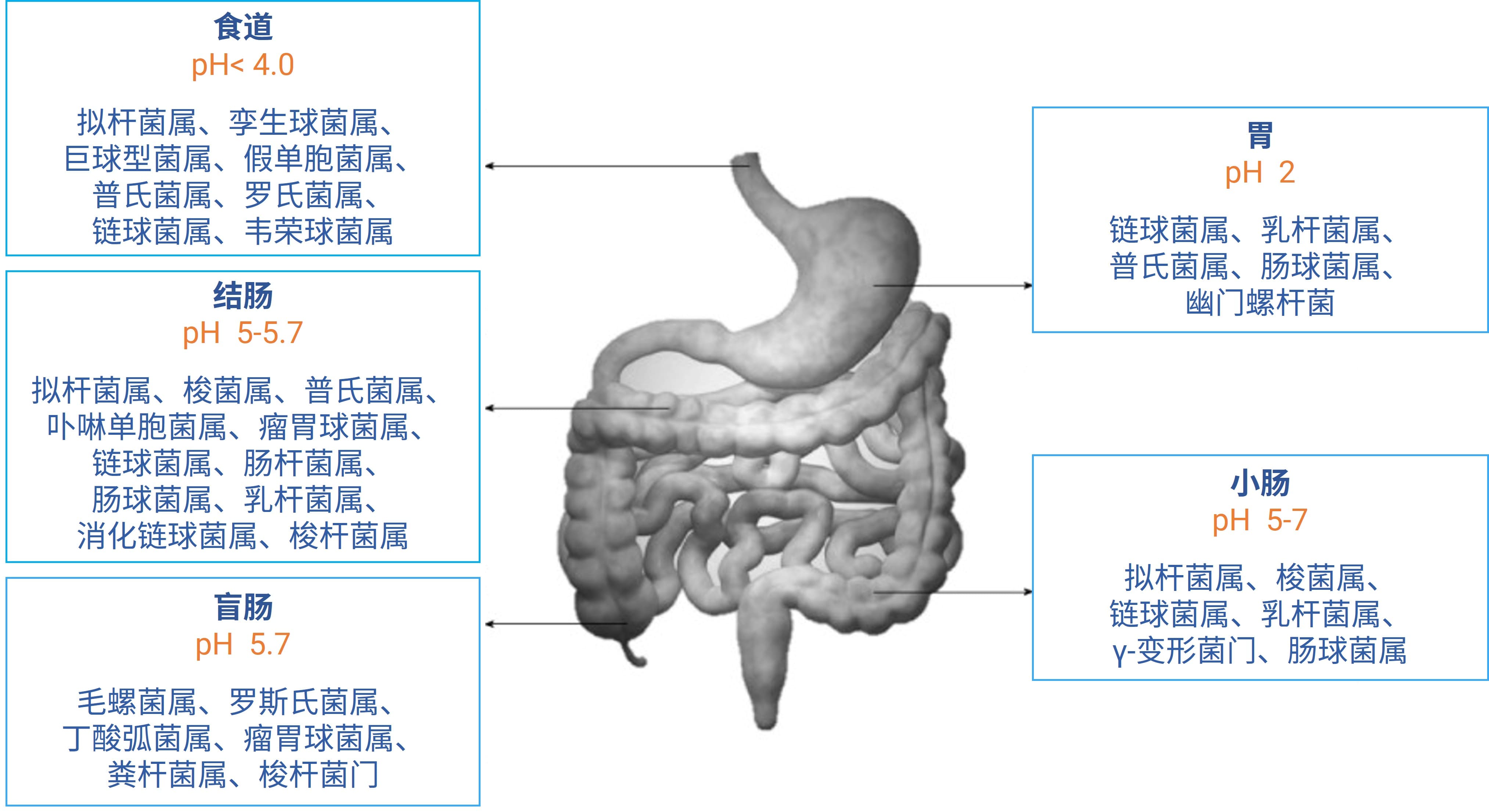 正常人体肠道菌群的分布 正常人体肠道菌群的分布