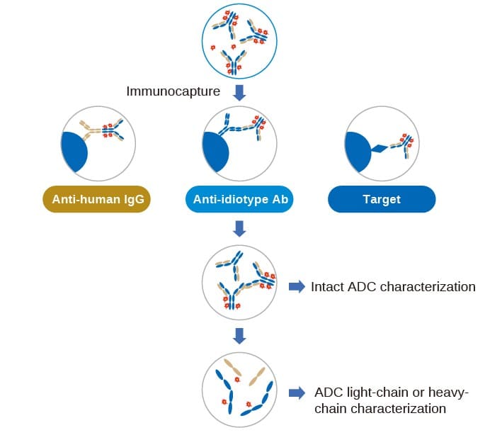 ADC DAR characterization process ADC DAR characterization process