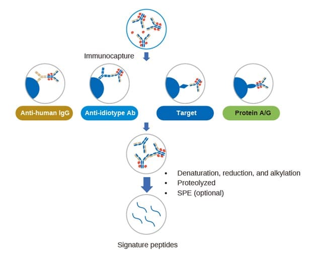 LC-MS/MS quantification process of total antibody in ADC bioanalysis LC-MS/MS quantification process of total antibody in ADC bioanalysis