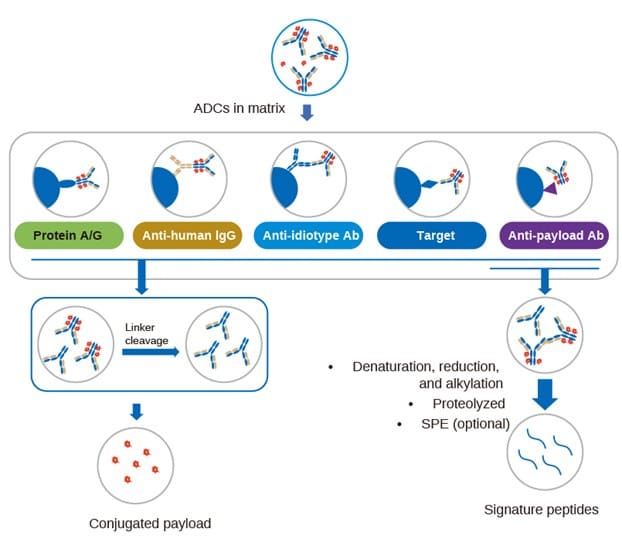 Quantitative strategy for ADC bioanalysis Quantitative strategy for ADC bioanalysis