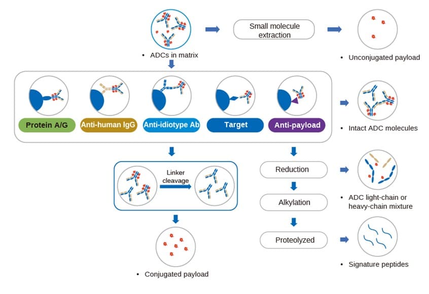 Summary diagram of LC-MS assay strategy for ADC-related components Summary diagram of LC-MS assay strategy for ADC-related components