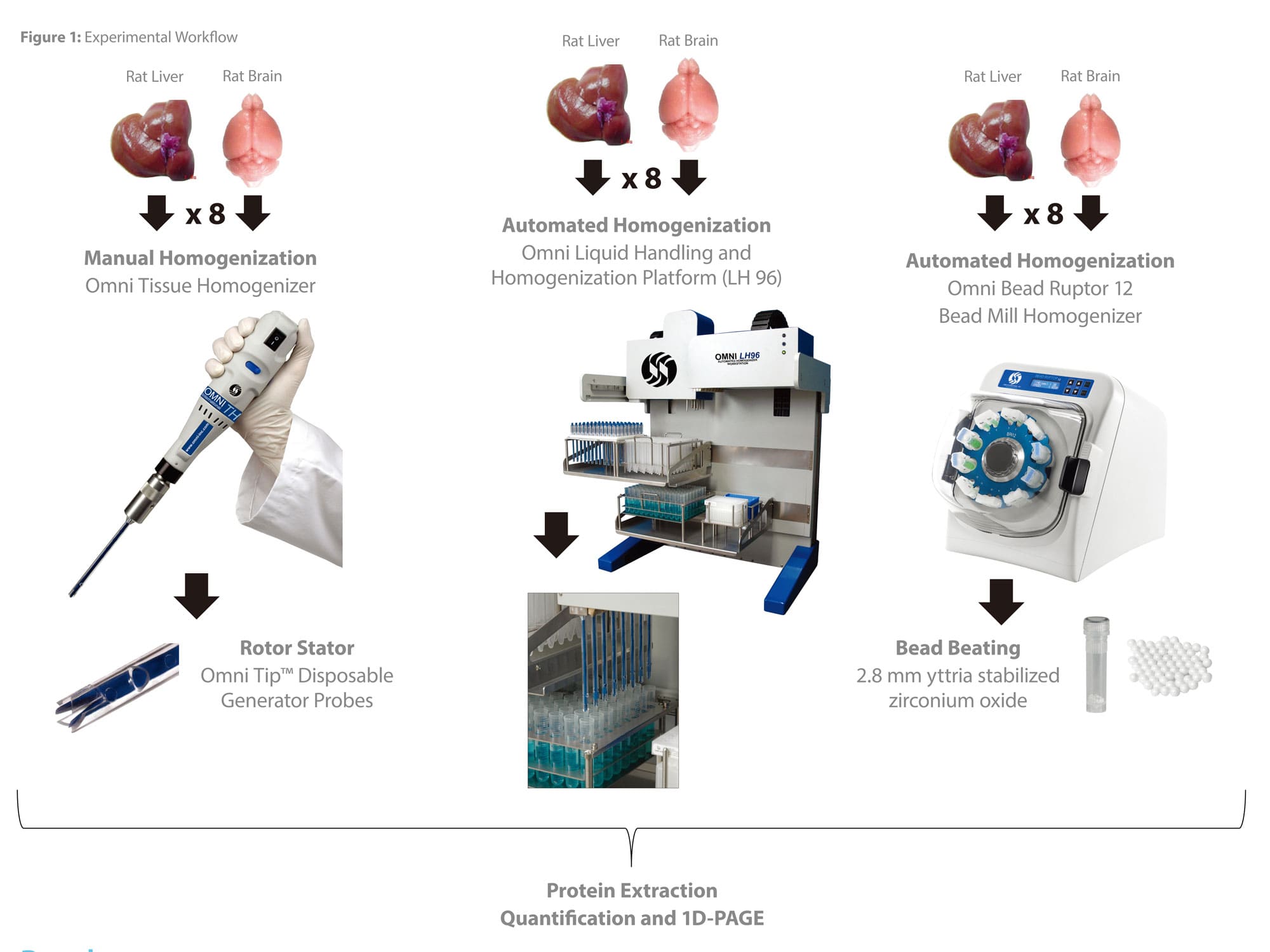 Experimental workflow for tissue homogenization operations