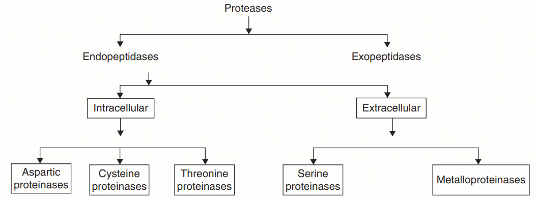 Main types of protease