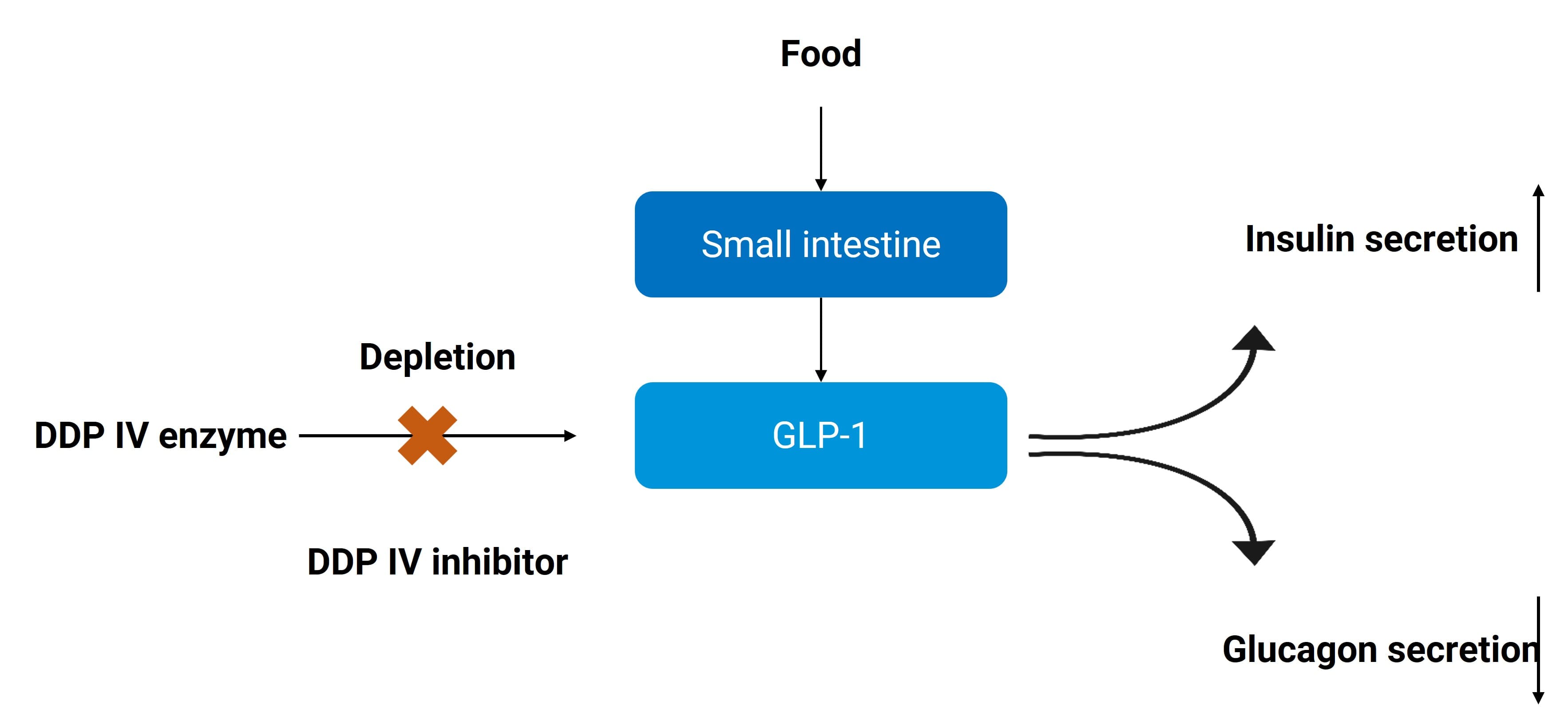 Mechanism of Action of DPP IV Inhibitors