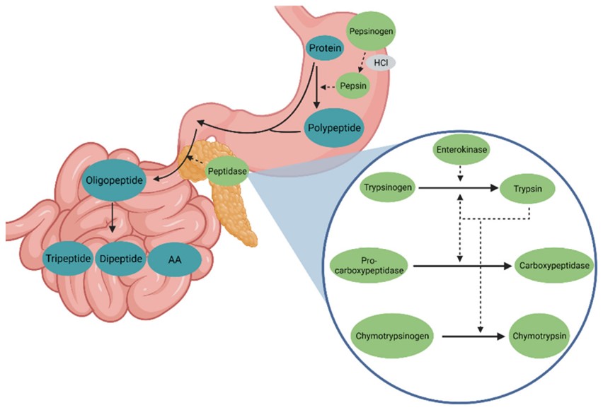 Secretion and Activation of Proteases in the Gastrointestinal Tract