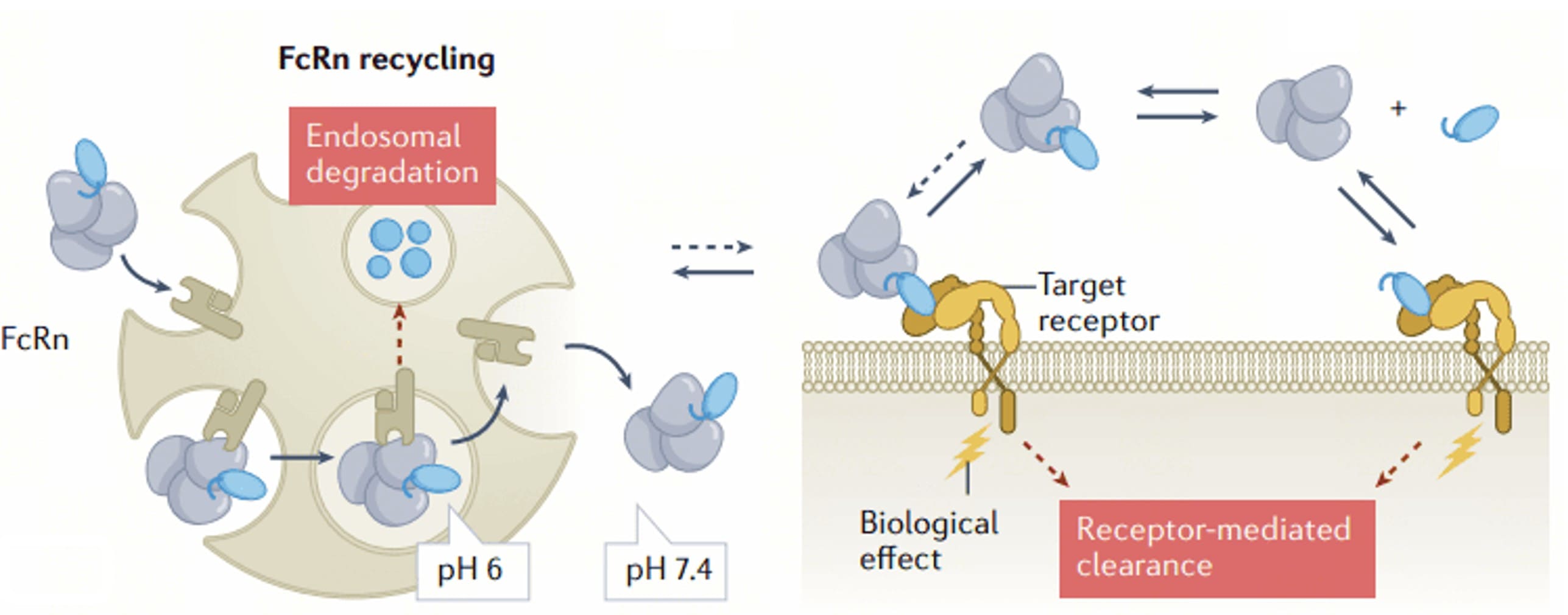 FcRn Cycle