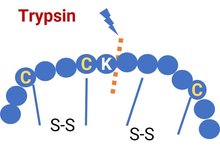 Example of peptide hydrolysis via enzymatic digestion Example of peptide hydrolysis via enzymatic digestion