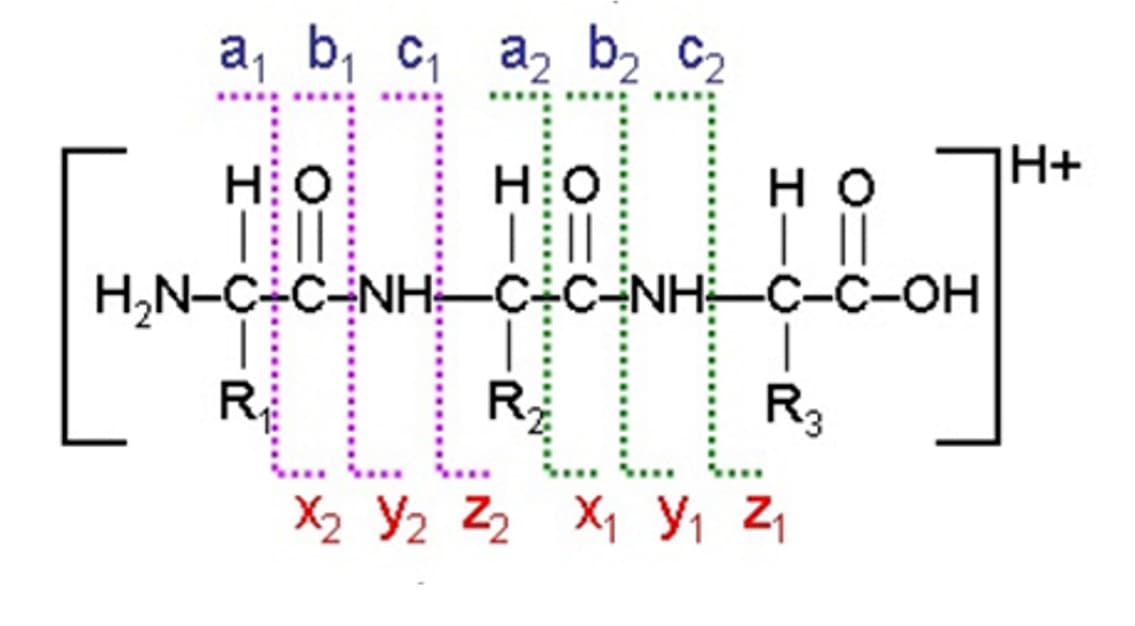 Classification of fragment ions in mass spectrometric fragmentation Classification of fragment ions in mass spectrometric fragmentation