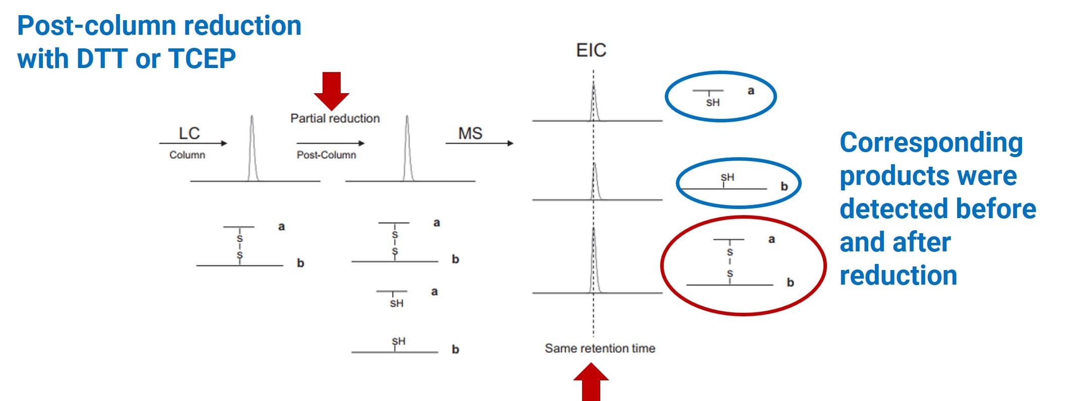 Example of disulfide bond characterization via post-column reduction Example of disulfide bond characterization via post-column reduction