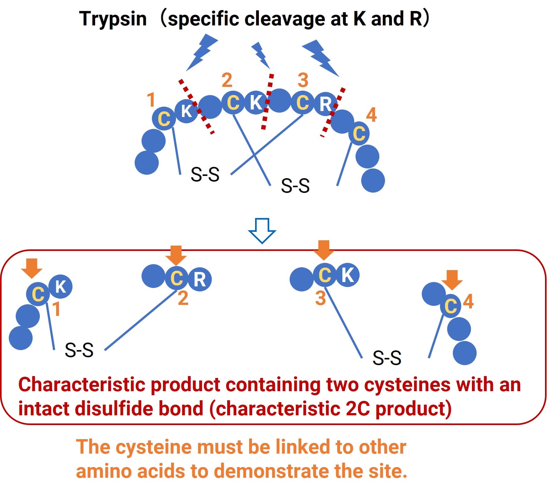 Diagnostic products retaining disulfide bonds after enzymatic digestion Diagnostic products retaining disulfide bonds after enzymatic digestion