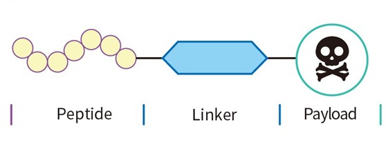 Structure of PDC