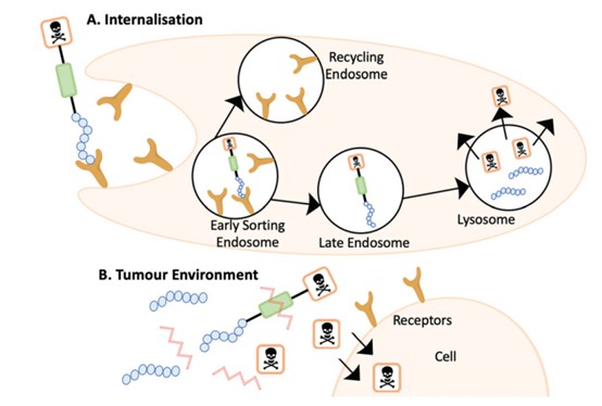 Targeting mode of PDC to tumor
