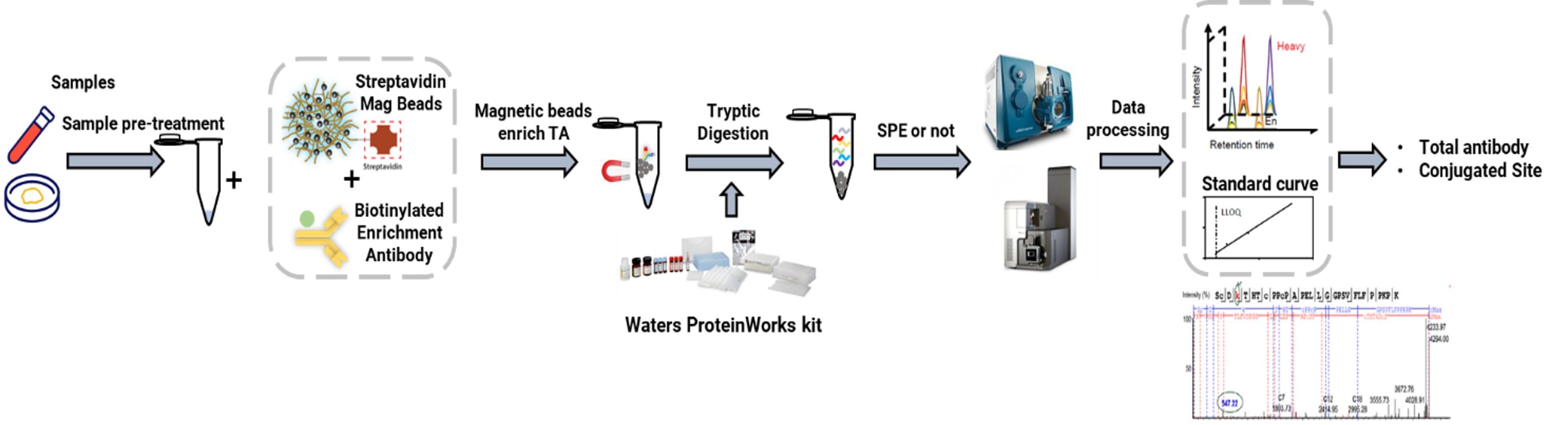 Surrogate Peptide定量流程