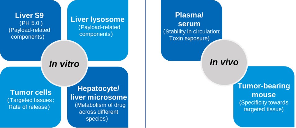 ADC Drug Metabolism Study Strategy