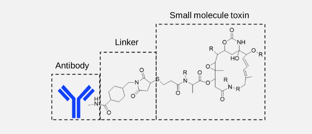 Structural diagram of ADC-1