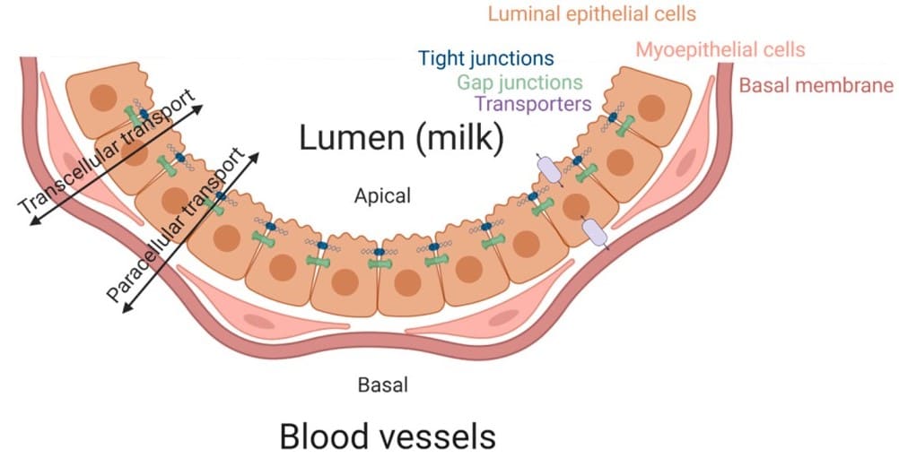 药物通过血乳屏障的机制