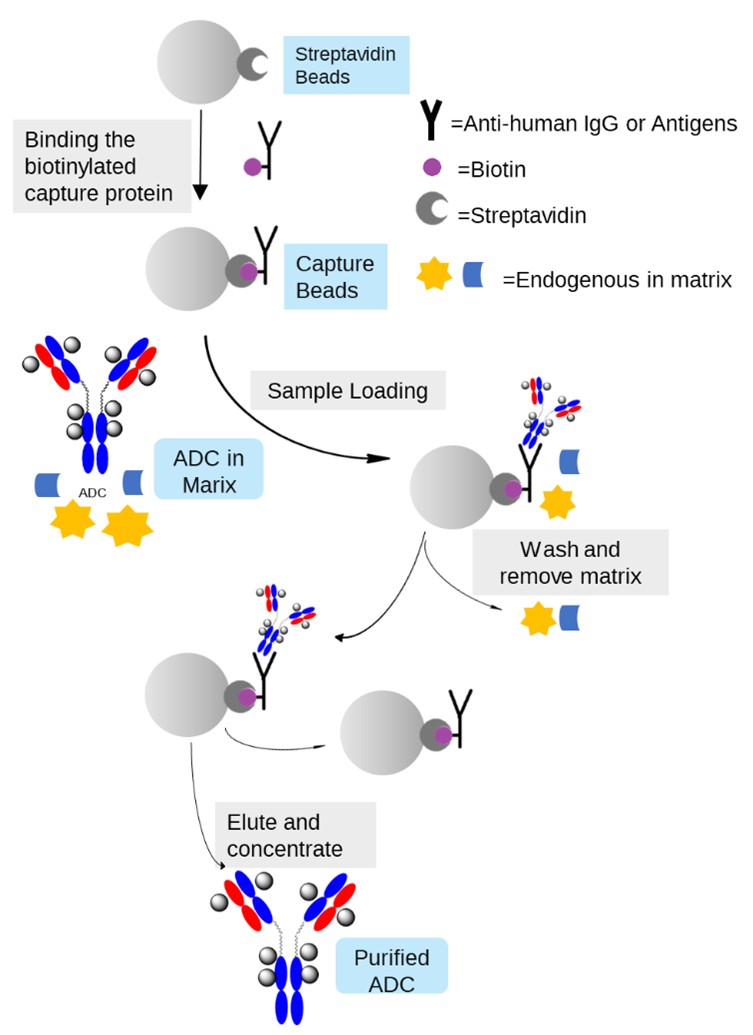 Method Workflow of Immunocapture of ADC in Biological Samples by Magnetic Beads