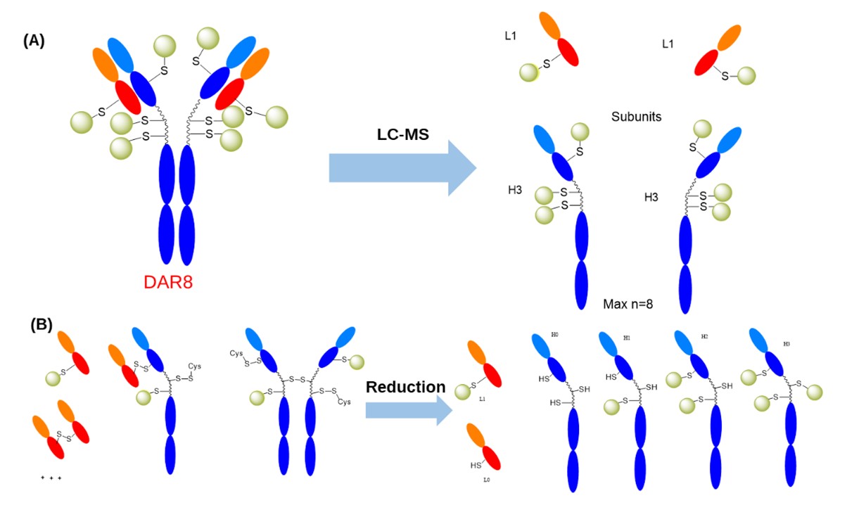 Schematic of Cysteine-conjugated ADC melting in chromatography (A) and reduction pretreatment (B)