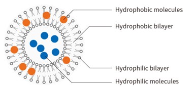Liposome structure