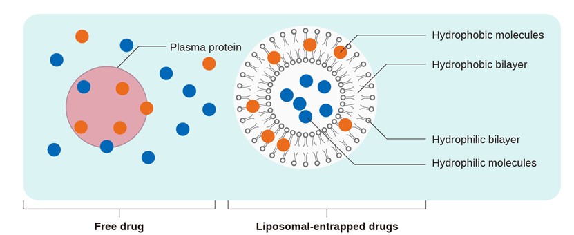 The Existence Form of Liposomal Drugs in Plasma