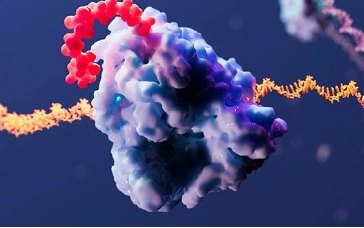 Strategies for Preclinical PK Evaluation of mRNA-Based Therapeutics: mRNA Vaccines, mRNA Therapeutic Drugs, and Novel Excipients