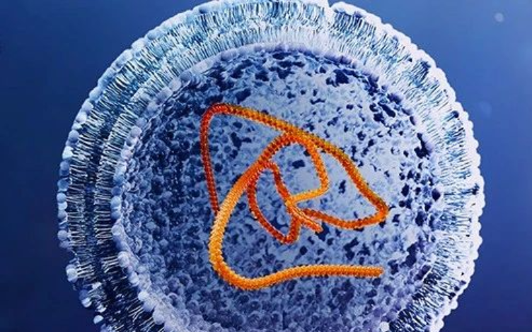 What is mRNA Vaccines and Its Future?