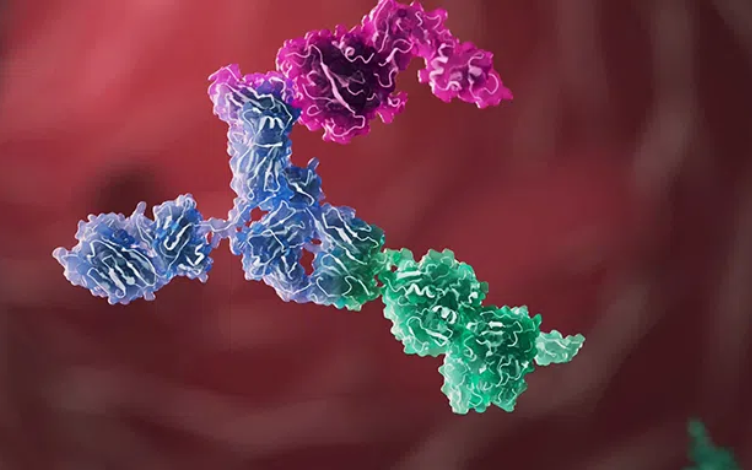 Marketed Bispecific Antibodies and Their Pharmacokinetic Characteristics