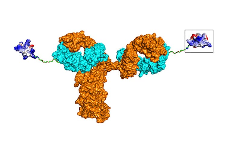 What Are Antibody–Peptide Conjugates (APCs) Drugs and Their Pharmacokinetic Properties
